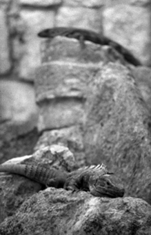 Minolta DSC