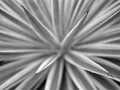 NextGen ScrollGallery thumbnail